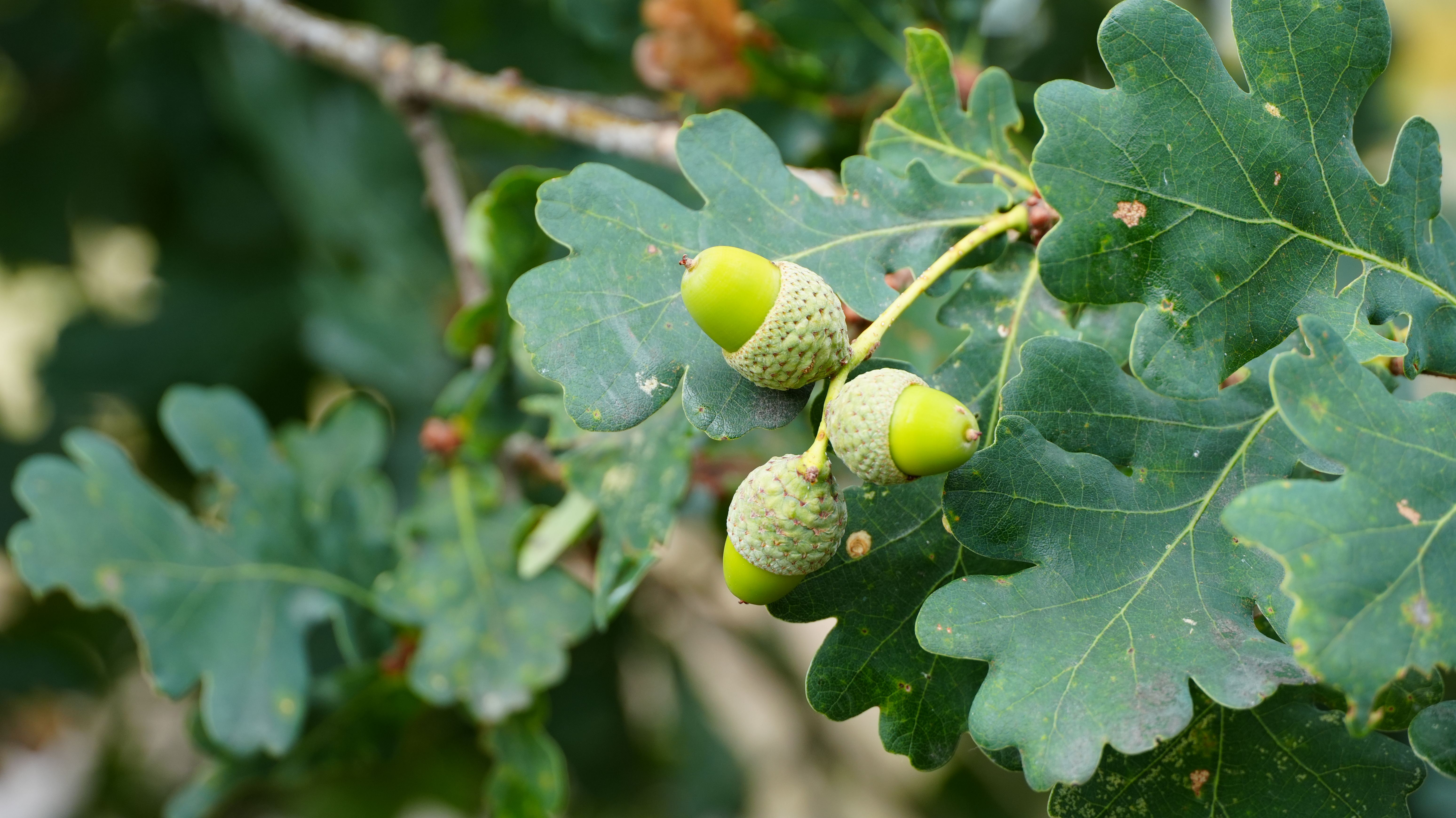 Oak leaves and acorns on a branch — oak tree pruning timing and tree pruning sealer exceptions explained for Surrey BC
