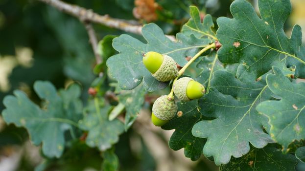 pale acorns oak