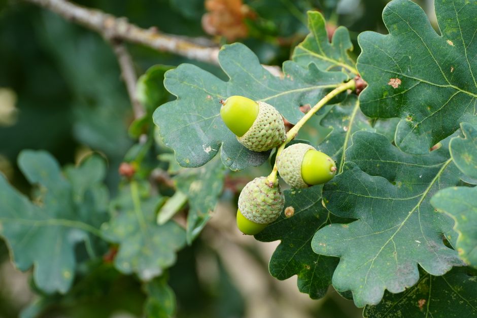 Oak leaves and acorns on a branch — oak tree pruning timing and tree pruning sealer exceptions explained for Surrey BC