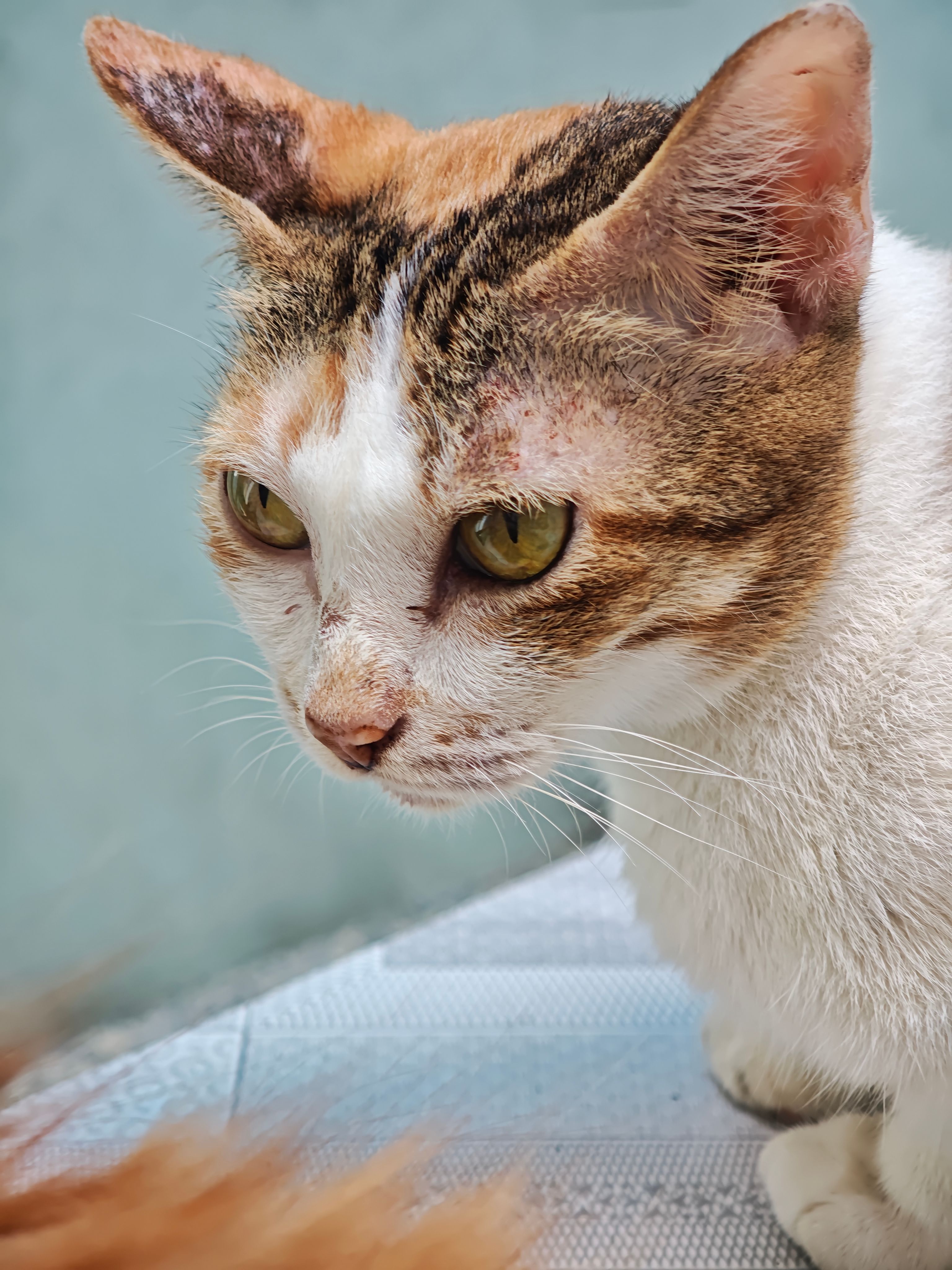 Intense close-up of a calico cat with green eyes, showing intricate fur patterns.