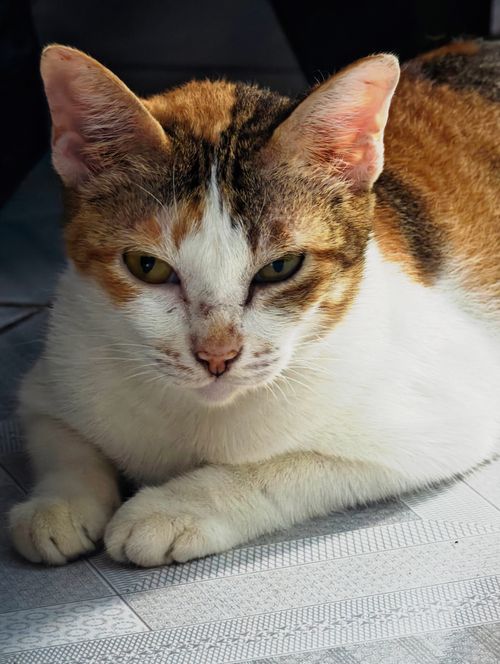 Free A calico cat calmly resting indoors, showcasing distinctive fur patterns. Stock Photo