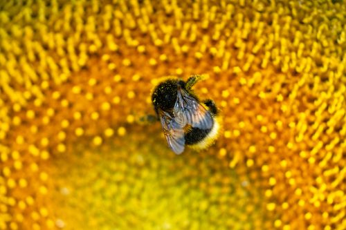Free A close-up image of a bumblebee on a vibrant sunflower, showcasing its bold colors and textures. Stock Photo