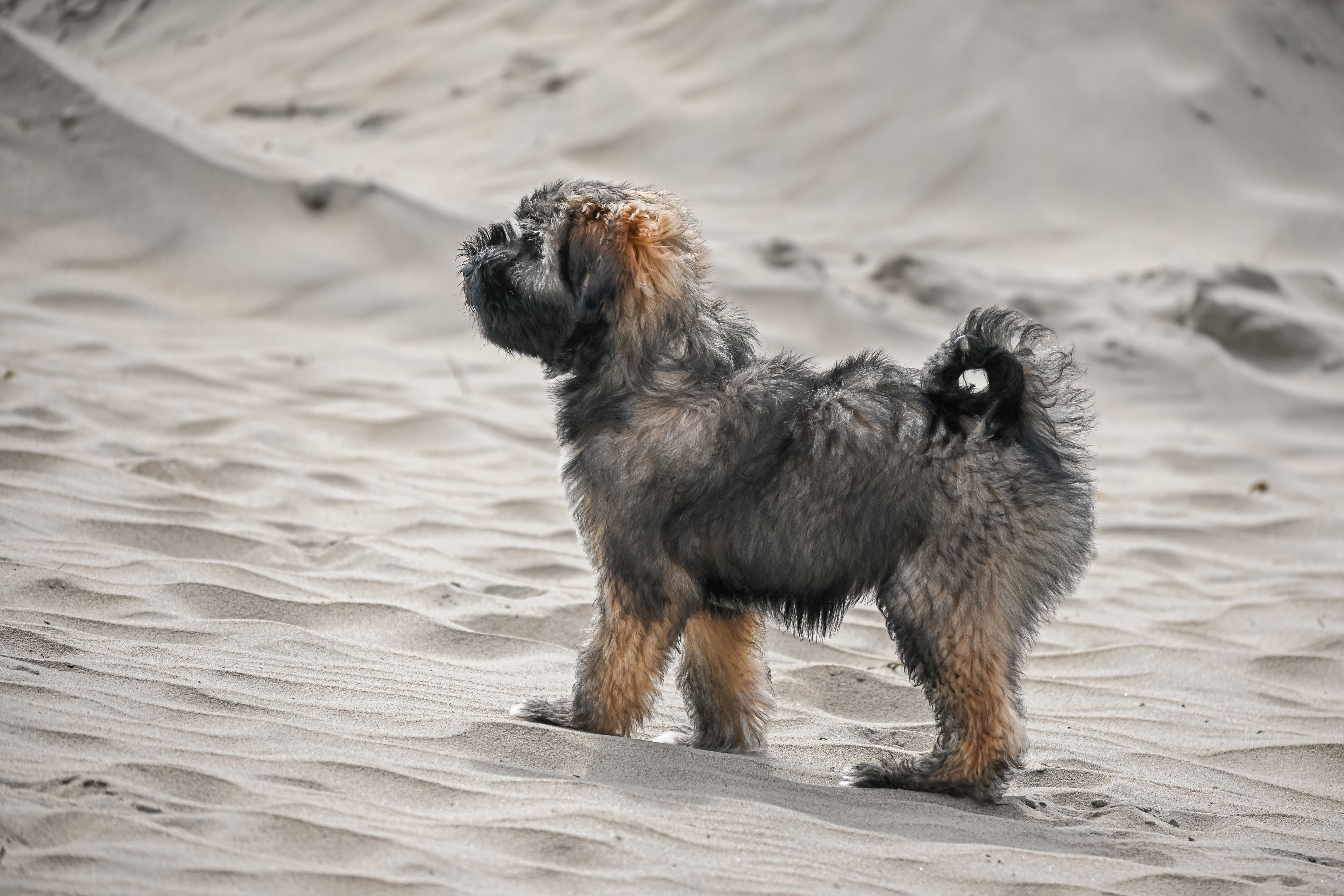 Petit chien hollandais de chasse au gibier d’eau - 5. Éducation, socialisation et activités adaptées