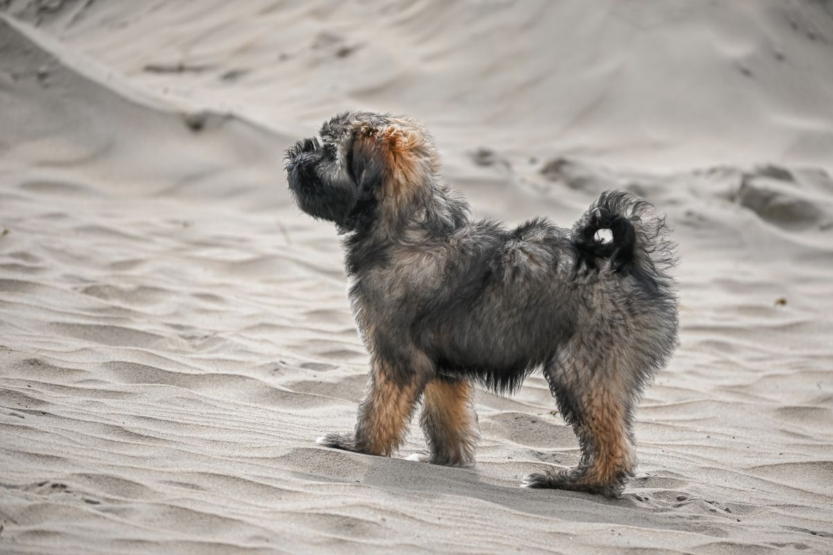 Petit chien hollandais de chasse au gibier d’eau - 5. Éducation, socialisation et activités adaptées