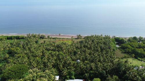 Free Aerial photograph showcasing lush green coconut groves against the backdrop of a tranquil ocean in Indonesia. Stock Photo