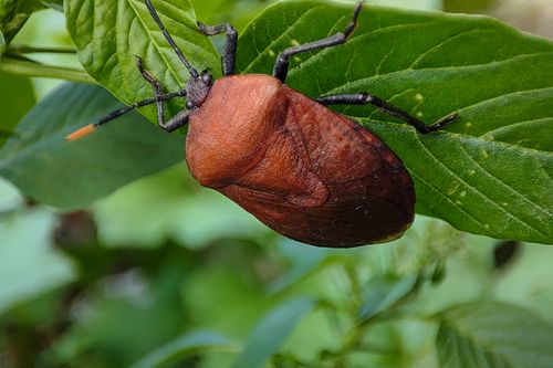 Free Detailed macro shot of a brown shield bug resting on a vibrant green leaf. Stock Photo