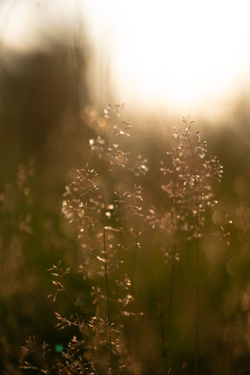 Free Close-up of grass with sun flare during golden hour, capturing a warm, serene nature scene. Stock Photo