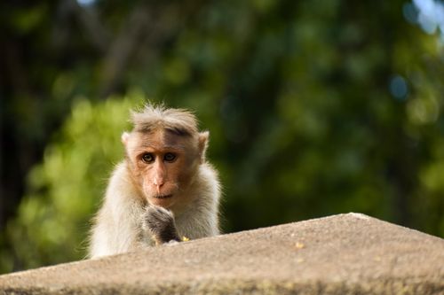 Free Close-up portrait of a bonnet macaque monkey resting outdoors, showcasing nature's tranquility. Stock Photo