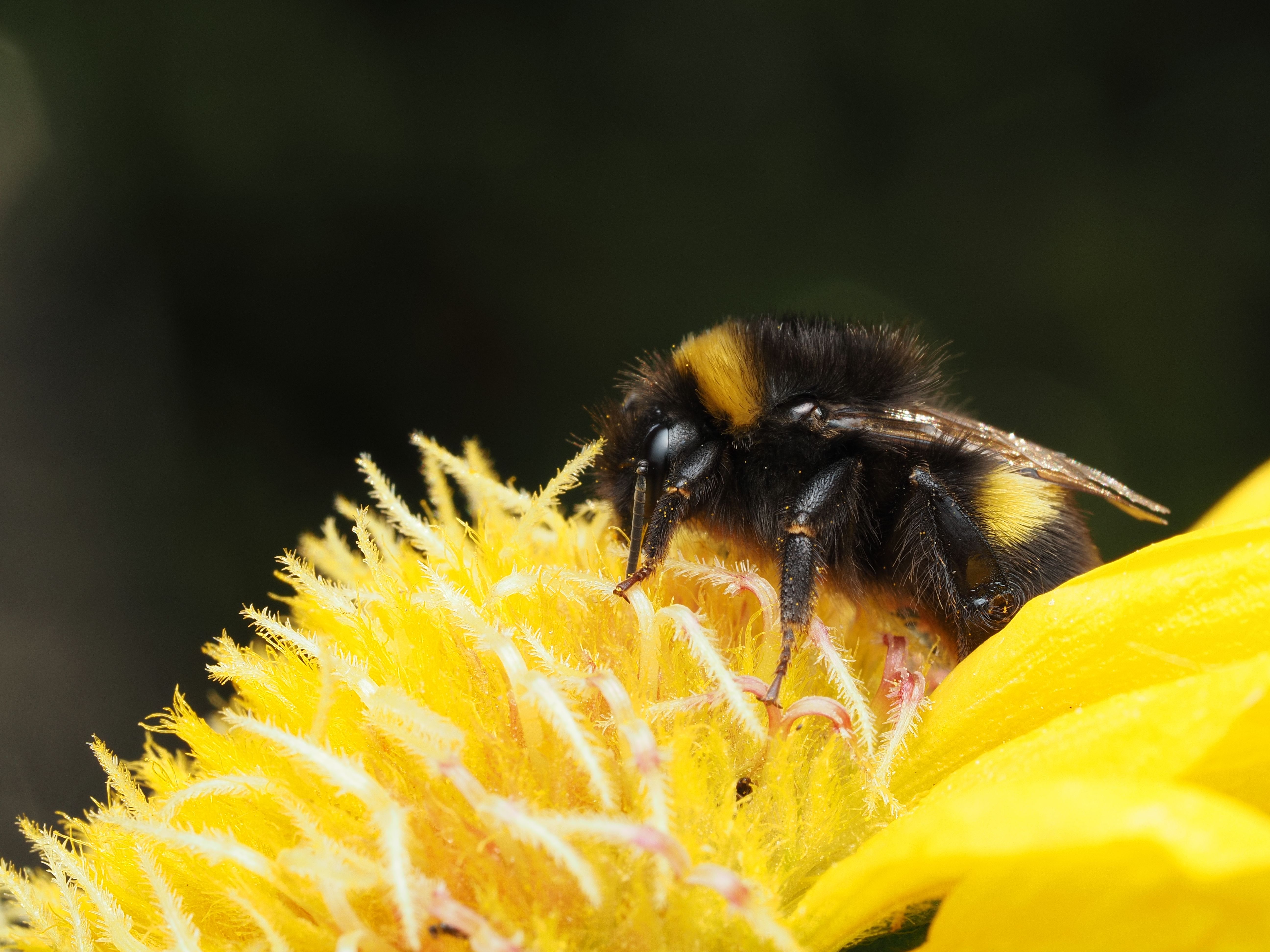 Piqûre d'abeille chez le chat : que faire ? - 3. Gestes d’urgence : que faire si mon chat est piqué par une abeille ?
