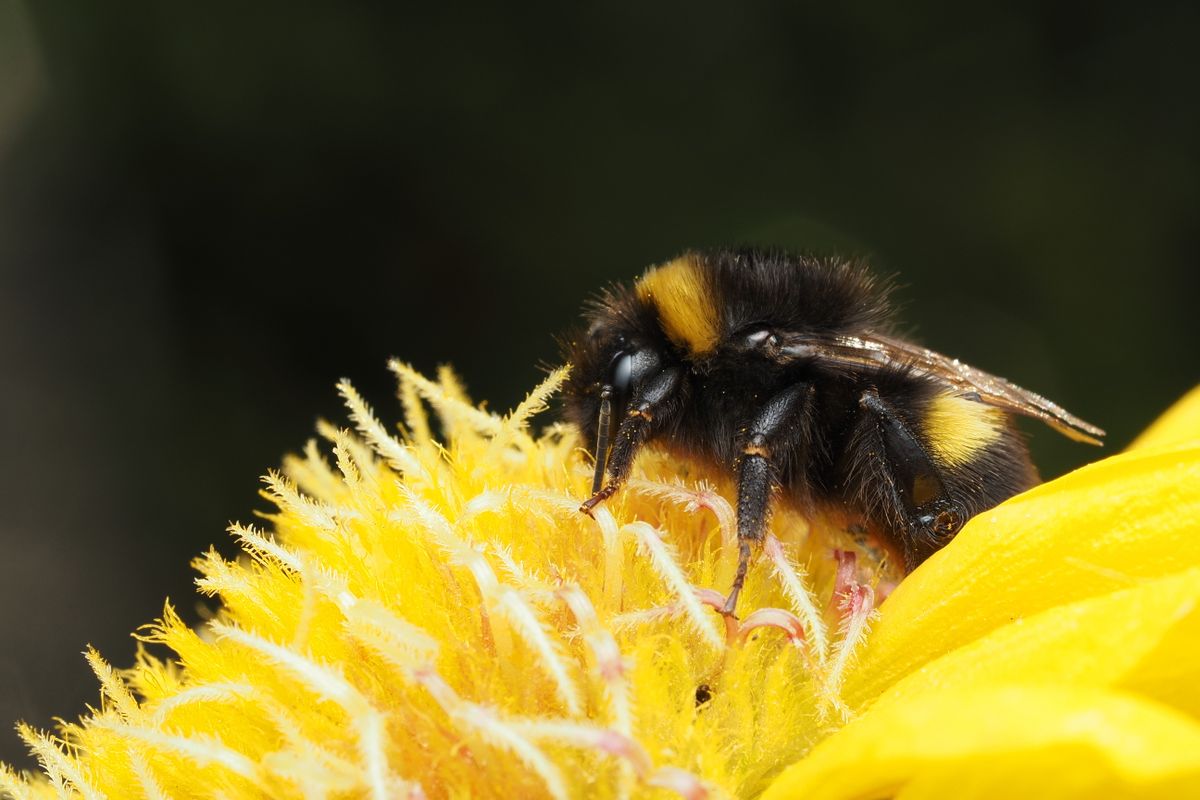 Piqûre d'abeille chez le chat : que faire ? - 3. Gestes d’urgence : que faire si mon chat est piqué par une abeille ?