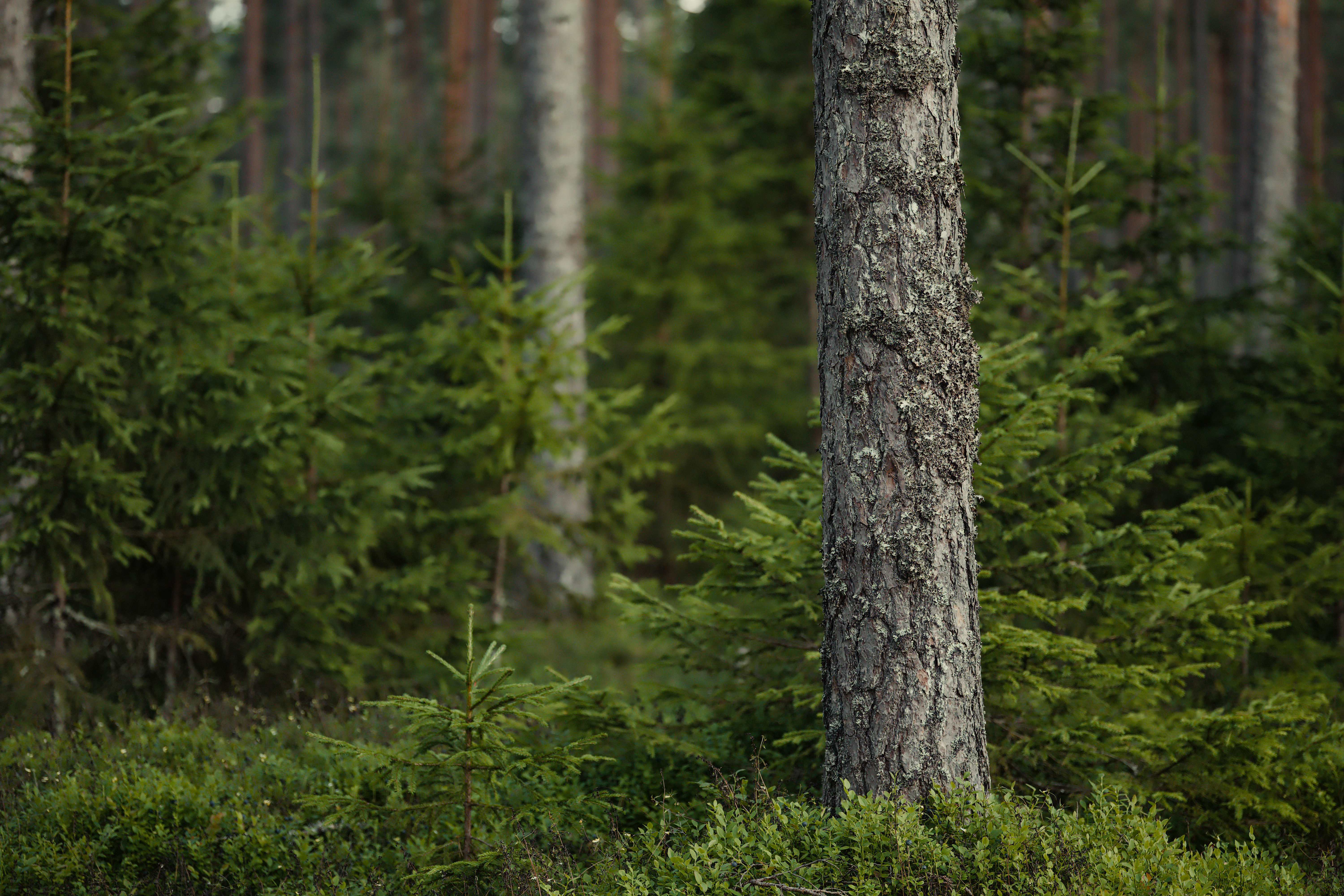 Wood pulp; chemical wood pulp, soda or sulphate, (other than dissolving grades), unbleached, of non-coniferous wood