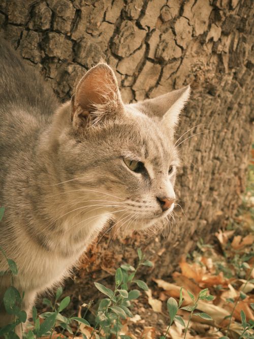 Free stock photo of adorable cat, adult cat, cute animal Stock Photo