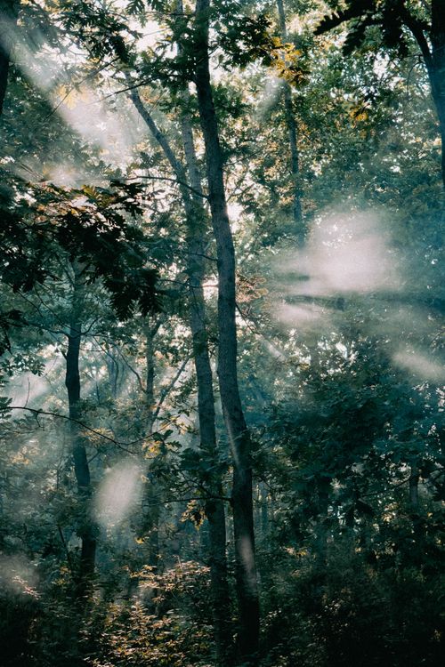 Free Captivating view of misty forest in Şile, Istanbul with sunbeams filtering through trees. Stock Photo