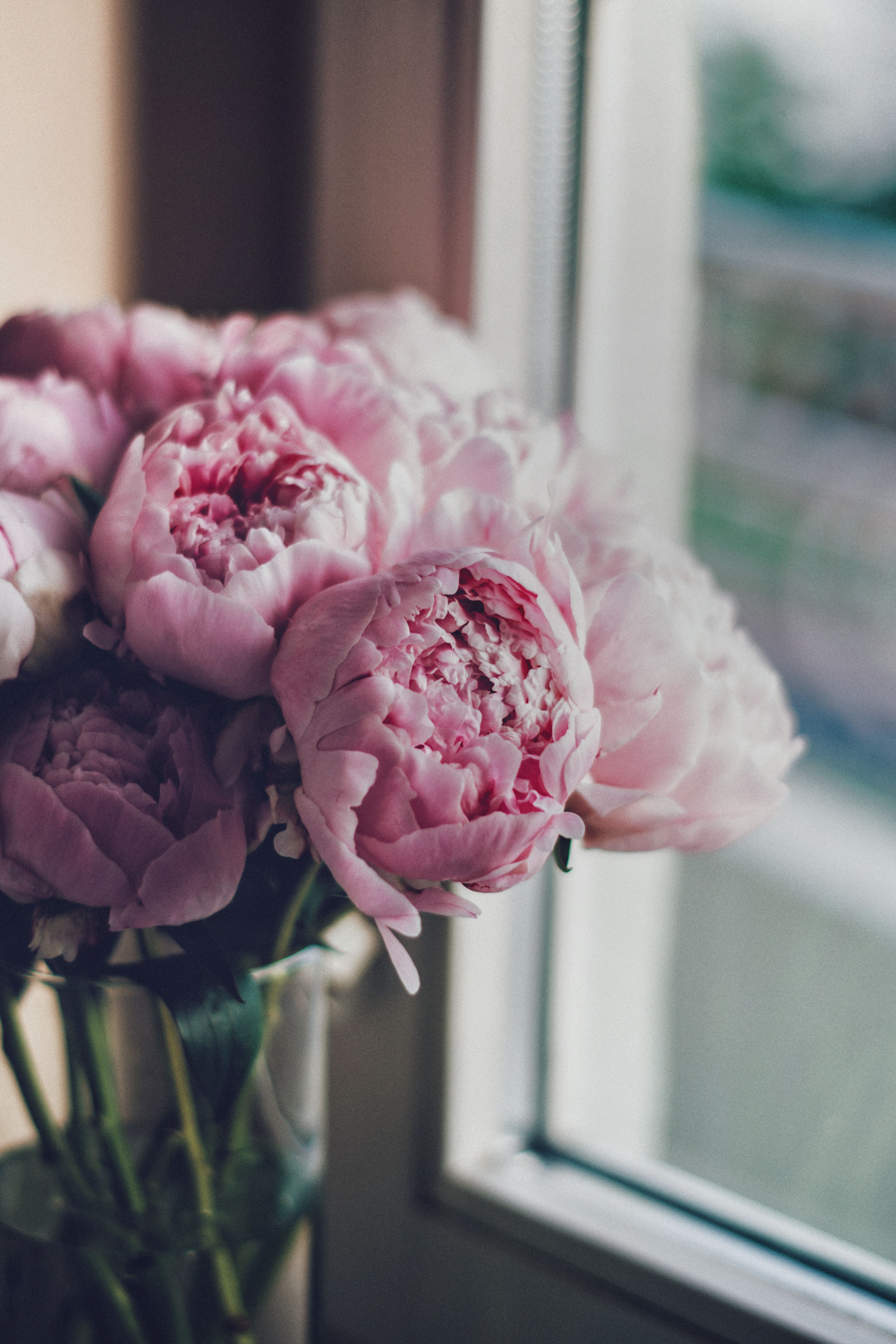 [ColoSach]-charming-pink-peonies-in-a-vase-by-a-window,-softly-lit-by-natural-light.