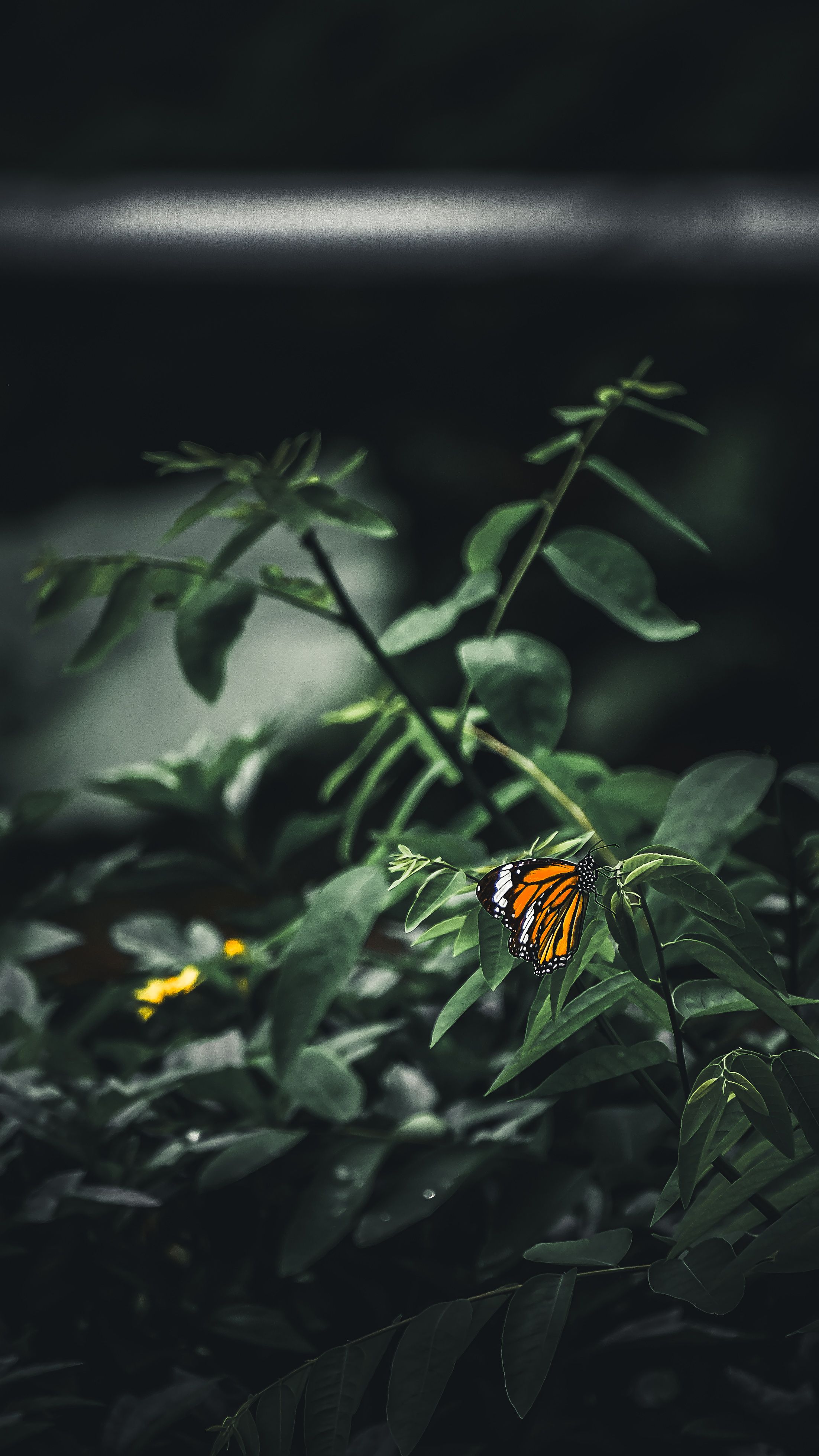 Close-up of a monarch butterfly resting on lush green leaves in New Territories, Hong Kong.