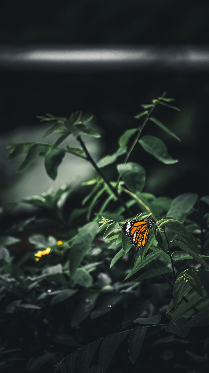 Close-up of a monarch butterfly resting on lush green leaves in New Territories, Hong Kong.