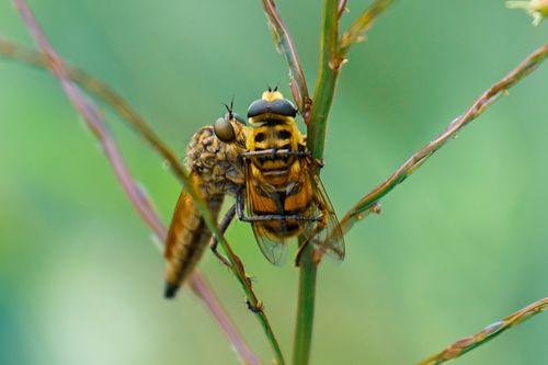Free Macro shot of a robber fly clinging to a plant stem with a captured bee in natural setting. Stock Photo
