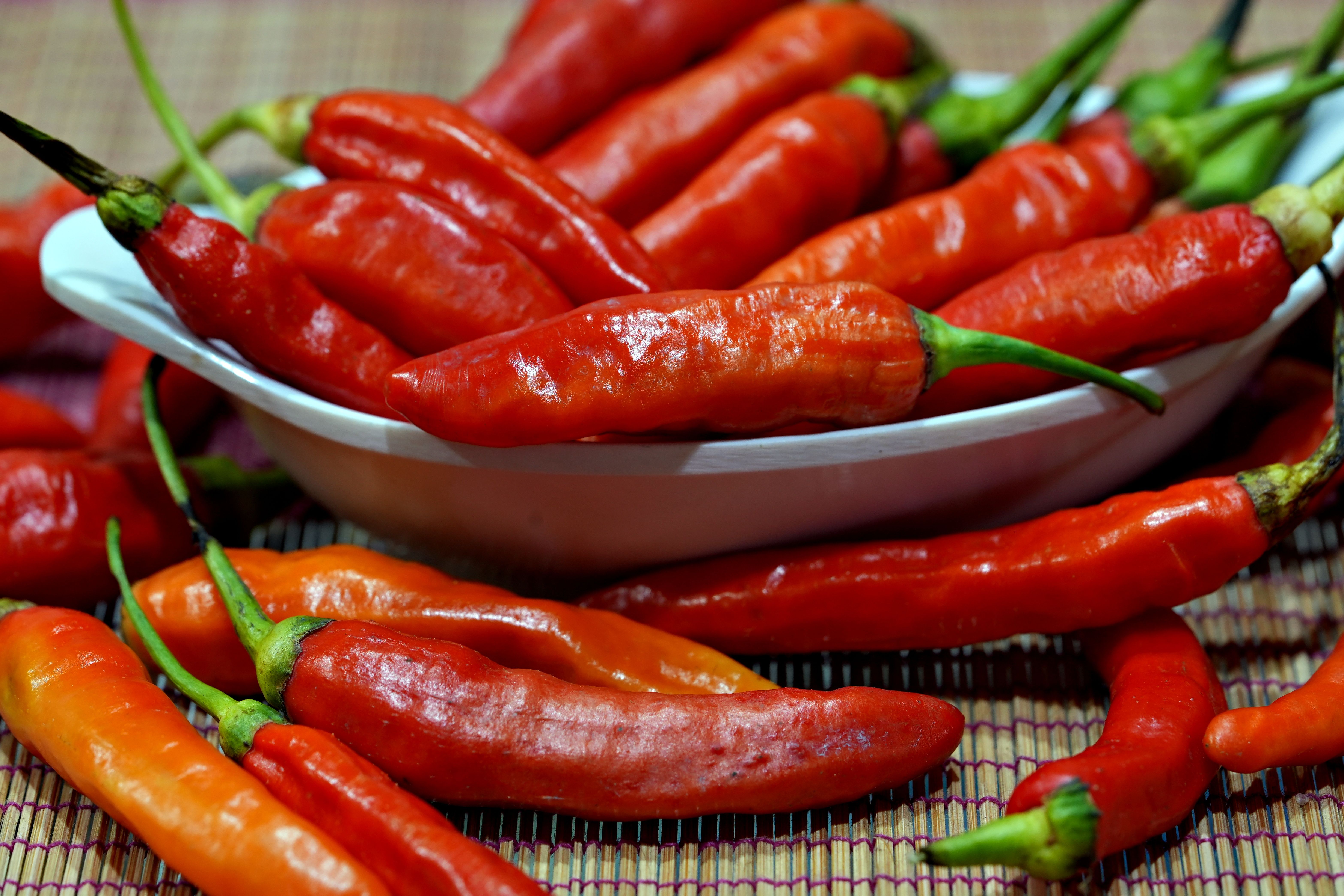 Raw Pet Food in Hot Weather: Comparing Storage, Brands & Sum