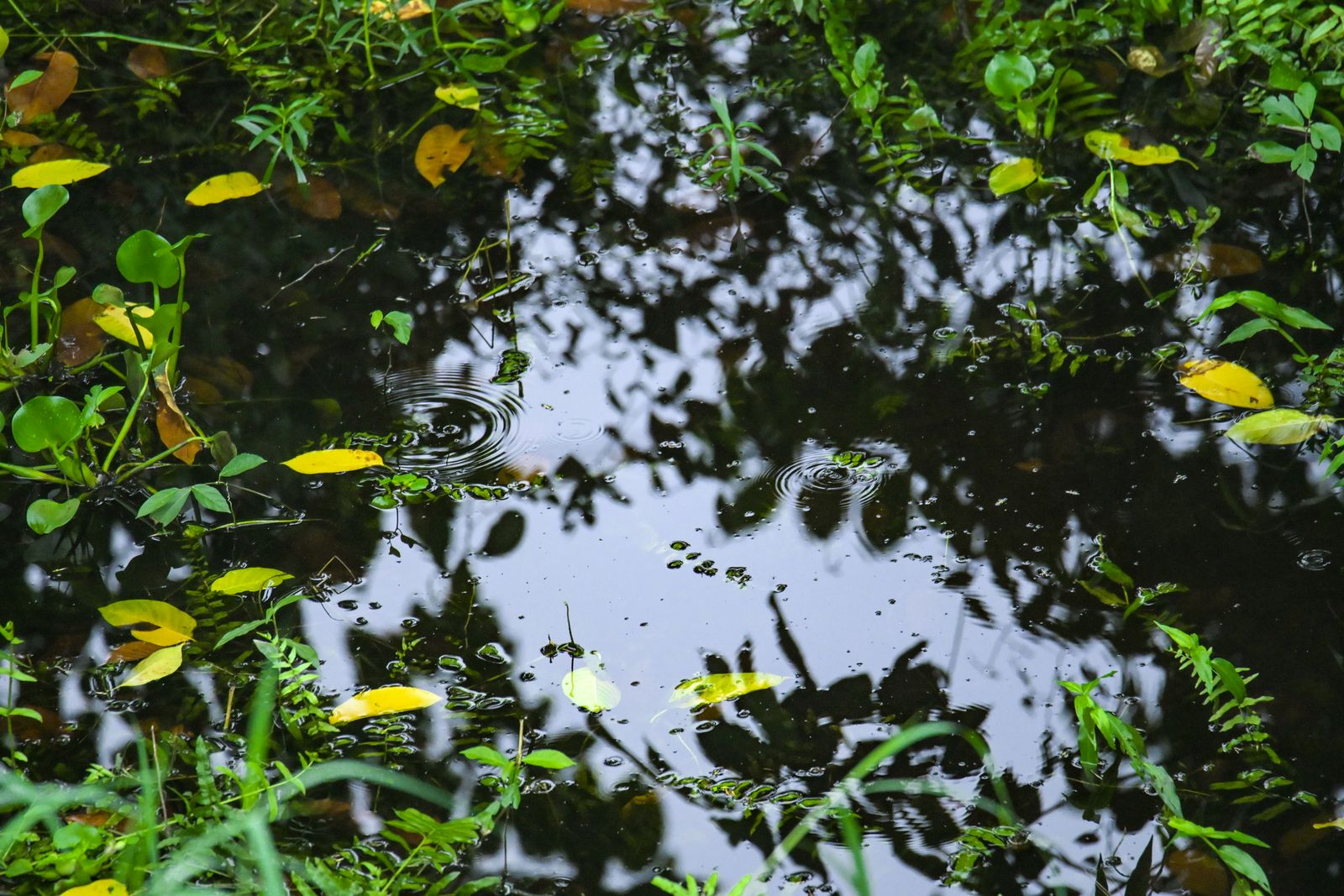 Rainwater Harvesting & Pond Rejuvenation