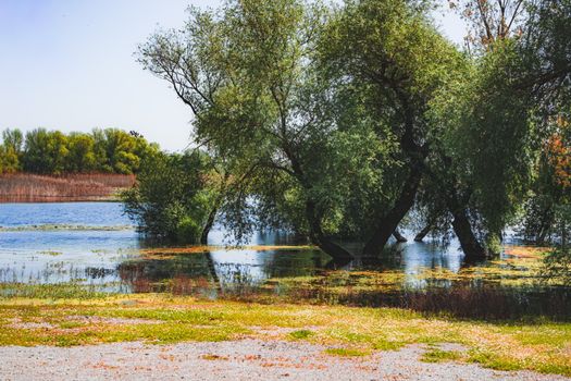 Serene landscape of a lake with trees and their reflections in calm waters.