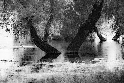Free Peaceful black and white scene of trees leaning into a reflective pond, creating a serene atmosphere. Stock Photo
