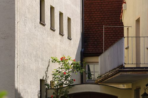 Free Tranquil courtyard scene featuring roses against classic European architecture, bathed in sunlight. Stock Photo