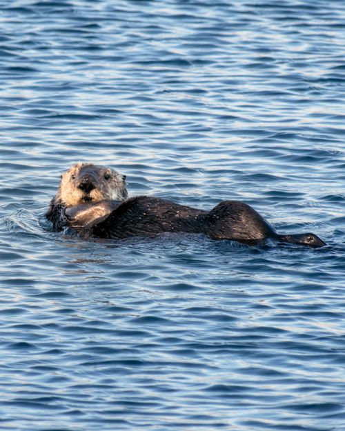 Free Close-up of a sea otter swimming in Morro Bay, CA. Calm waters and natural habitat. Stock Photo