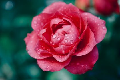 flower wallpaper