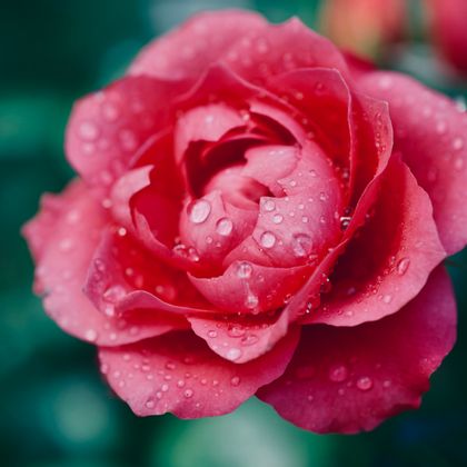 flower wallpaper