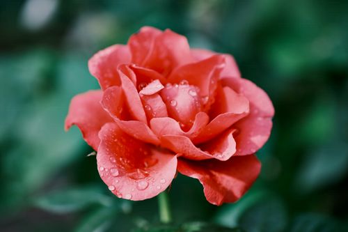 Free Close-up of a blooming red rose adorned with dew drops, capturing nature's beauty in an English garden. Stock Photo