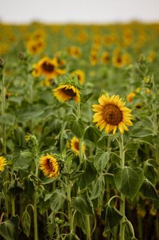 A beautiful sunflower field in full bloom on a sunny day, showcasing vibrant yellow petals.