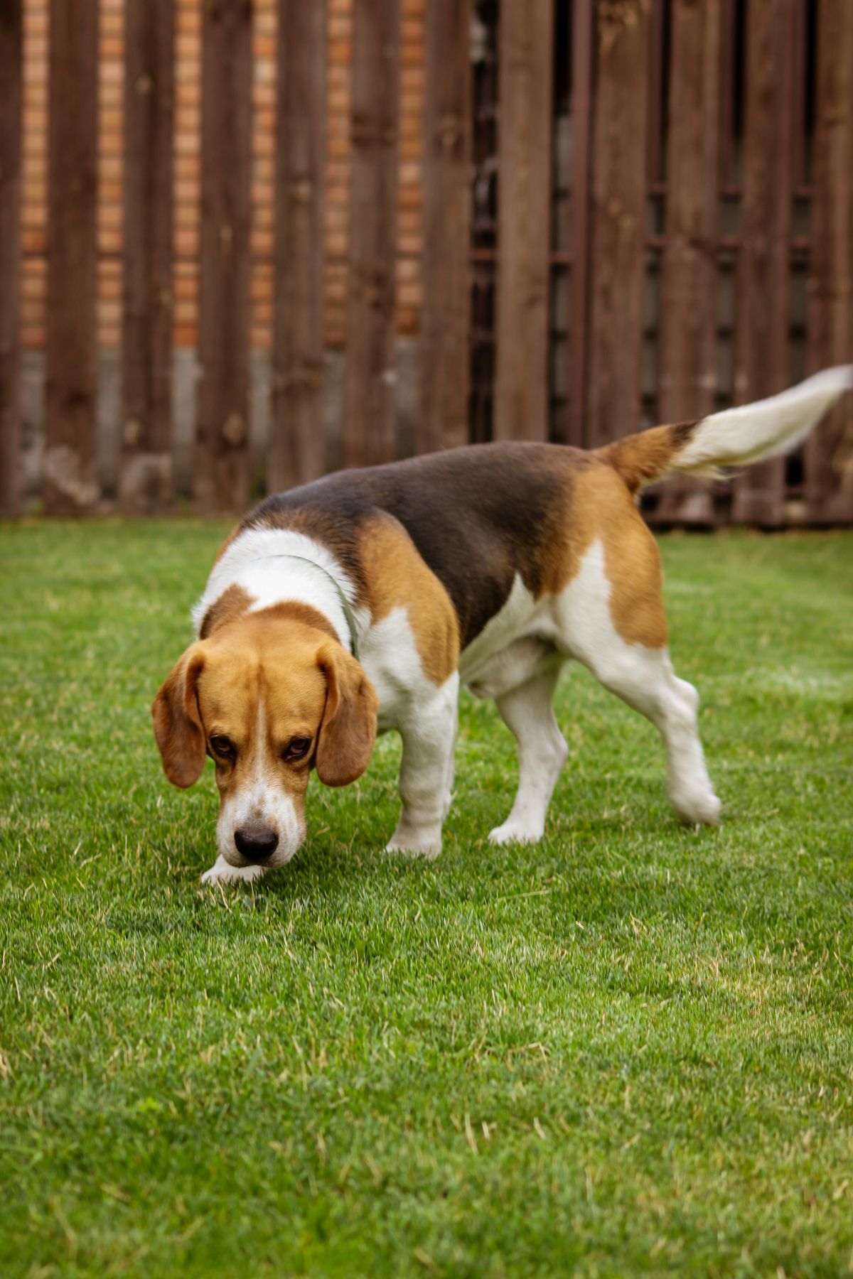Beagle sniffing the grass in a fenced backyard