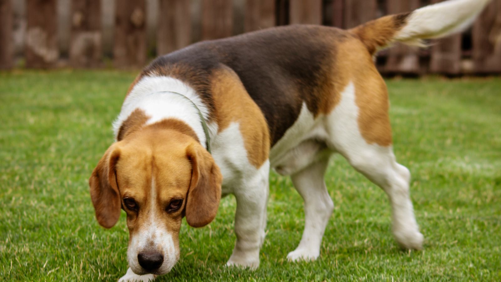 Beagle sniffing a green garden lawn, the kind of damp grass where slugs and snails carrying lungworm larvae are found