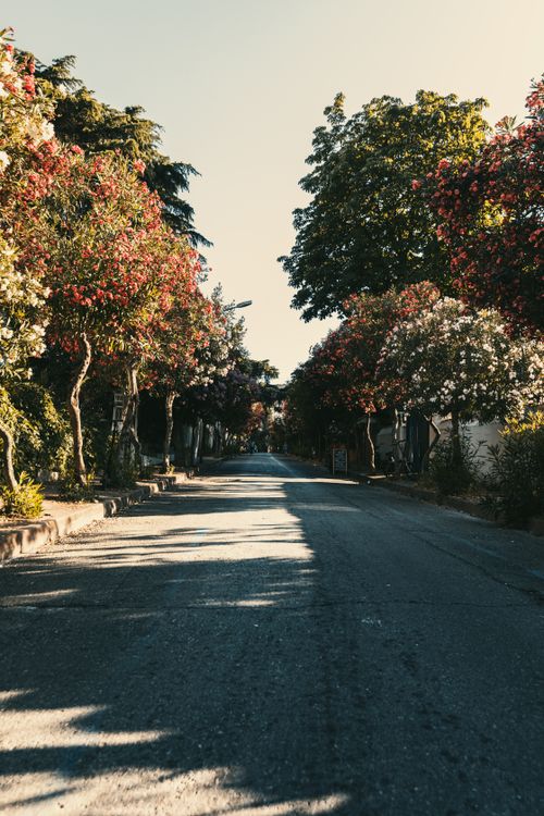 Free Beautiful tree-lined street with vibrant foliage in the warm summer sunlight. Stock Photo