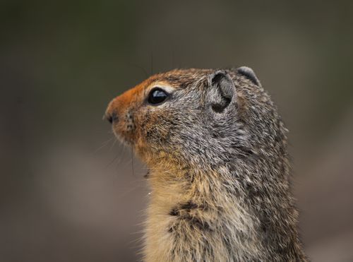 Free Detailed side profile of a ground squirrel with a blurred natural background. Stock Photo