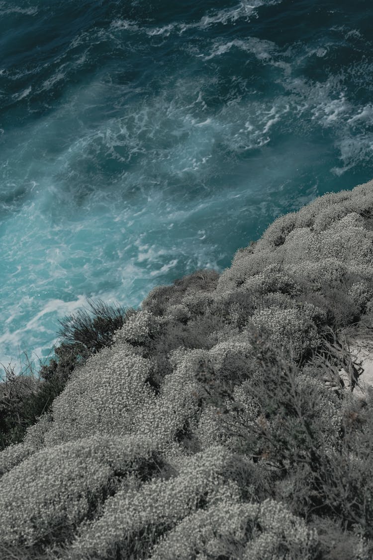 A Growing Trees Near The Ocean