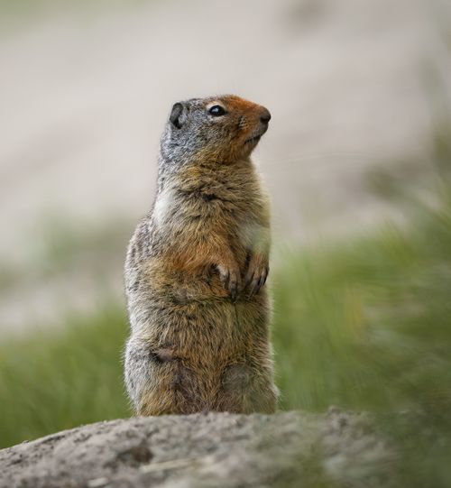 Free Close-up of a standing ground squirrel on alert in a grassy field. Stock Photo