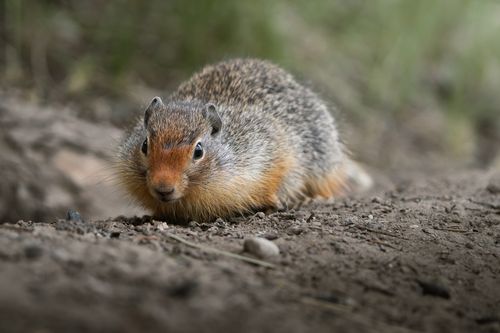 Free Detailed view of a Richardson's ground squirrel resting on a dirt path with blurred green background. Stock Photo