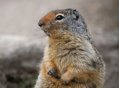 Free Portrait of a Richardson's ground squirrel in its natural habitat, showcasing detailed fur texture. Stock Photo