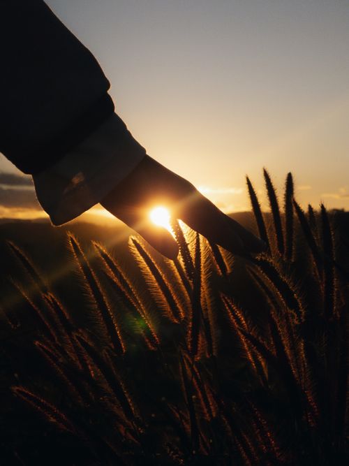 Free A hand reaches towards sunlit grasses during a stunning sunset in Rio Vermelho, Brazil. Stock Photo