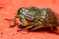 Green and Black Fly on Brown Surface