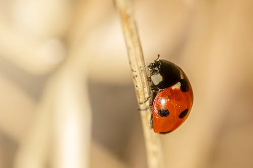 Coccinelle Rouge Sur Textile Blanc En Gros Plan Photographie