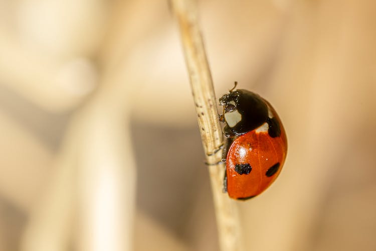 Seven-spot Ladybird On A Stem