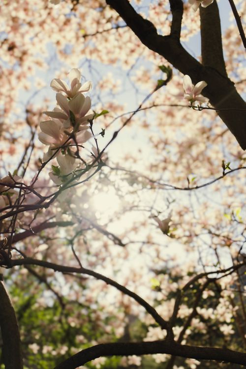 Free stock photo of central park, magnolia, magnolia tree Stock Photo