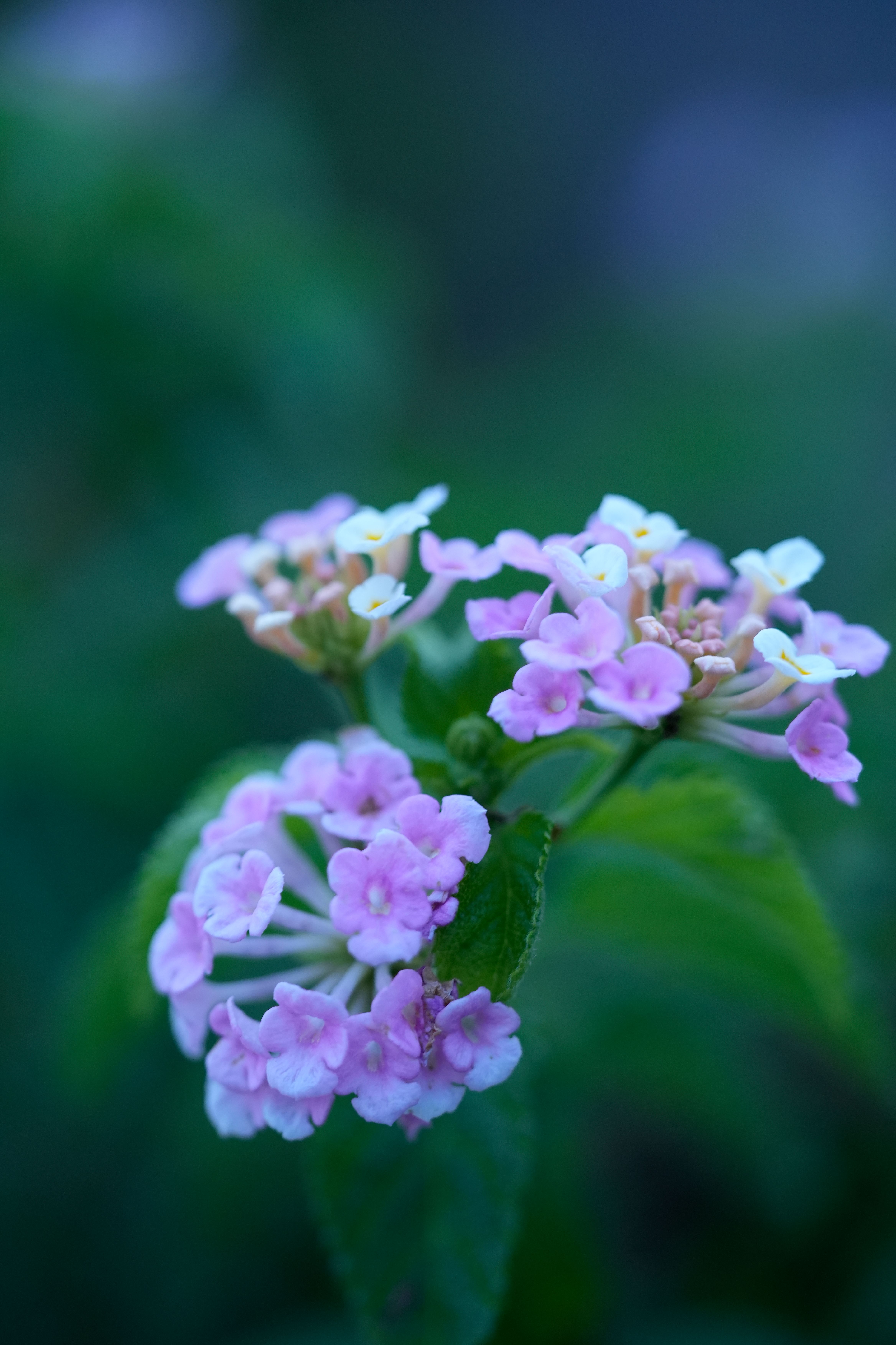 [ColoSach]-close-up-of-vibrant-pink-lantana-flowers-with-green-foliage-in-a-natural-setting.