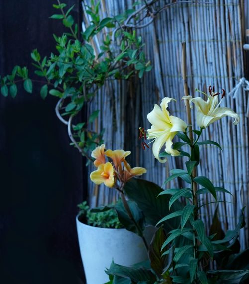 Free Serene garden corner featuring yellow lilies in vibrant bloom against a bamboo backdrop. Stock Photo
