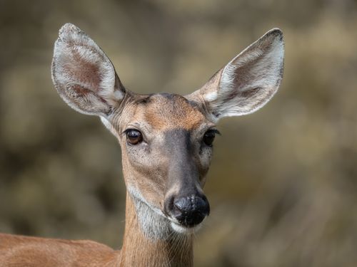 Free Detailed headshot of a white-tailed deer in its natural habitat. Stock Photo