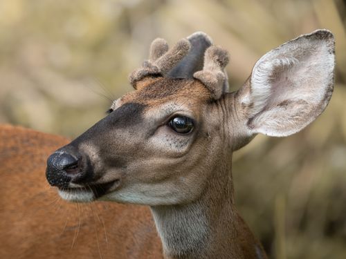 Free Close-up of a young white-tailed deer with velvet antlers in a natural setting. Stock Photo