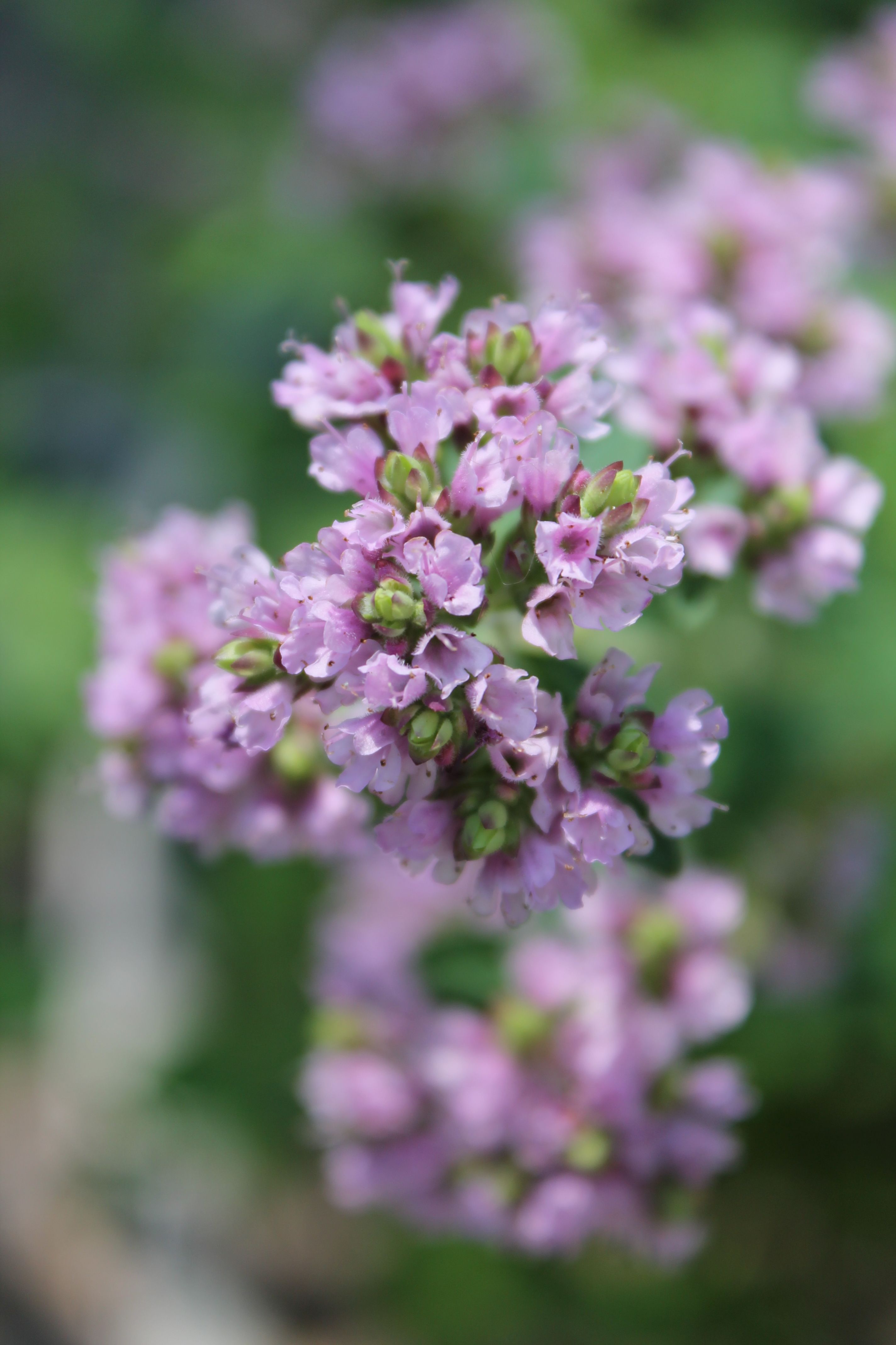 [ColoSach]-vibrant-pink-oregano-flowers-close-up-in-garden,-showcasing-their-delicate-beauty.