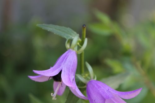 Free Vibrant purple harebell flower with a bee collecting nectar. Stock Photo
